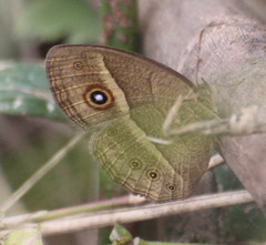 Brakefieldia perspicua