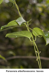 Parsonsia alboflavescens
