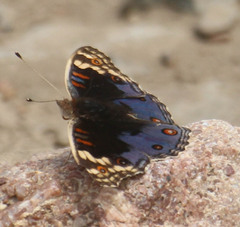 Junonia orithya