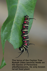 Parsonsia alboflavescens