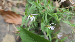 Lobelia chinensis
