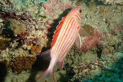 Sargocentron diadema