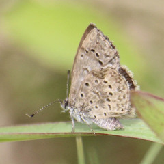 Zizeeria knysna