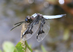 Palpopleura portia