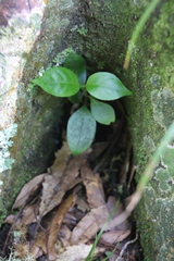 Geniostoma ligustrifolium