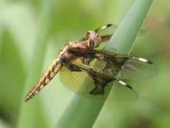 Palpopleura lucia