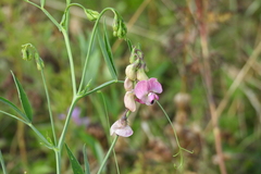 Lathyrus sylvestris