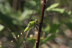 Erythemis simplicicollis