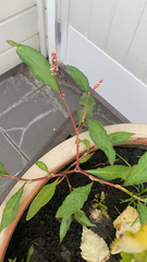 Persicaria