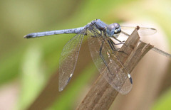 Hemistigma albipunctum