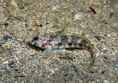 Gobius roulei