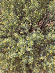 Senna artemisioides coriacea