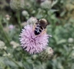Halictus rubicundus