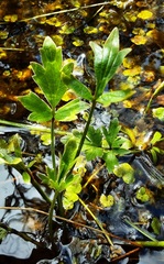 Ranunculus lappaceus