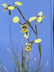 Diuris praecox