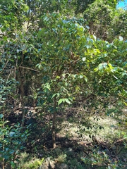 Neolitsea dealbata