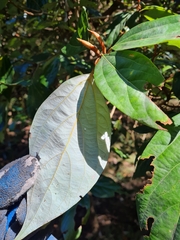 Neolitsea dealbata