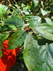 Neolitsea dealbata