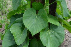 Cissus
