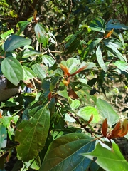 Neolitsea dealbata