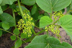 Cissus