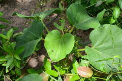 Cissus