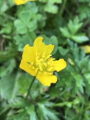 Ranunculus repens