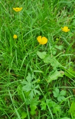 Ranunculus acris