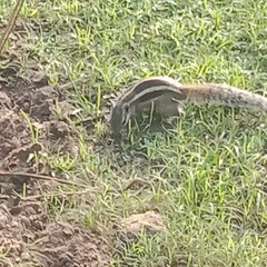 Funambulus pennantii