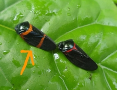 Cosmoscarta egens