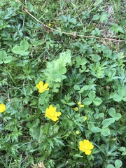 Ranunculus repens