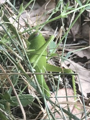 Anacridium aegyptium
