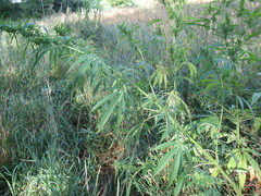 Cannabis sativa spontanea