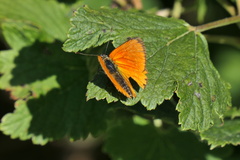 Lycaena virgaureae