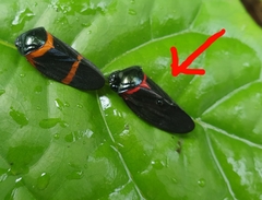 Cosmoscarta egens
