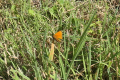 Lycaena virgaureae