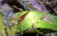 Apletodon