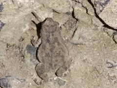 Duttaphrynus stomaticus