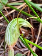 Pterostylis concinna
