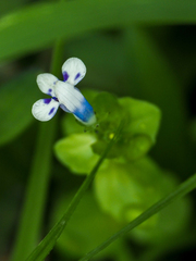 Lindernia rotundifolia