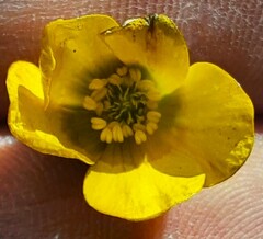 Ranunculus lappaceus