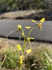 Diuris praecox