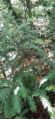 Pteris amoena