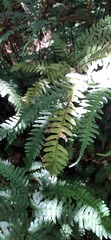 Pteris amoena