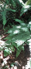 Pteris amoena