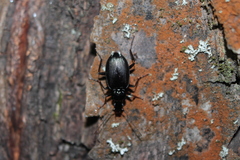 Limodromus