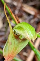 Pterostylis concinna