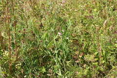 Lathyrus sylvestris