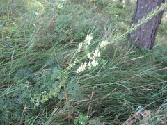 Aconitum barbatum