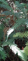 Pteris amoena